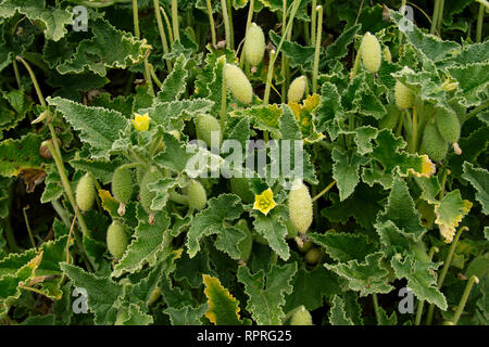 Ecballium elaterium, squirting cucumber o esplosione di piante di cetriolo. Foglie fiori e frutti. Foto Stock