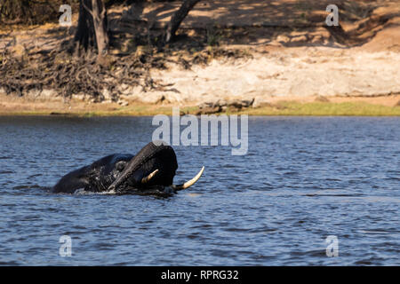 Un elefante che gioca e nuotare nel fiume, completamente sommerso, Chobe National Park dalla città di Kasane in Botswana Foto Stock