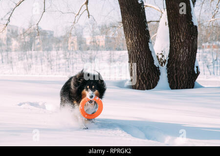 Funny giovane Shetland Sheepdog, Sheltie, Collie giocando con anello Toy all' aperto nel parco innevato, stagione invernale. Giocoso Pet all'aperto Foto Stock