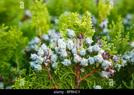 Arborvitae (Platycladus orientalis) è un genere distinto di conifera sempreverde in cipresso famiglia Cupressaceae. Foto Stock