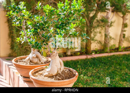 Due bonsai di banyan alberi in vasi in giardino. Foto Stock