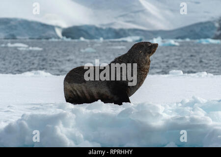 Antartico pelliccia sigillo, Arctocephalus gazella su ghiaccio Floe in Audio attivo Foto Stock