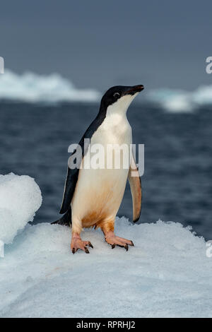 Adelie Penguin Pygoscelis adeliae in Audio attivo Foto Stock