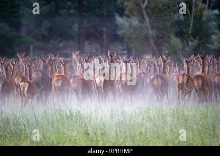 Una mandria di cervi corrono insieme quando un avviso e spaventato sollevando la polvere nel loro campo a Canterbury, Nuova Zelanda Foto Stock