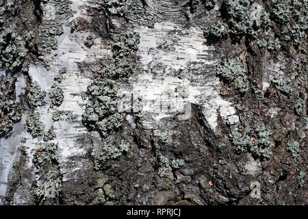 Superficie di una betulla tronco con qualche lichen su di esso. Bella, astratta di bianco e grigio texture. Dettagli incantevole della natura. Primo piano. Foto Stock