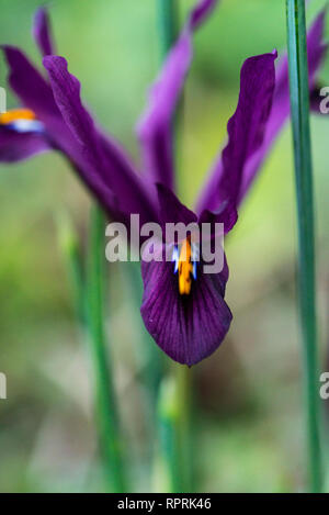 Iride a rete viola (iris reticulata) Foto Stock