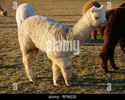 Un simpatico e divertente Alpaca bianco camminando sul prato Foto Stock