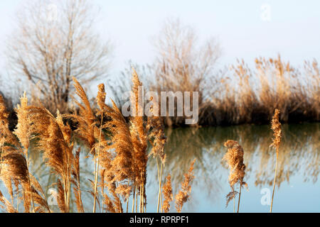 Dettaglio del Lago Balaton in inverno , Ungheria Foto Stock