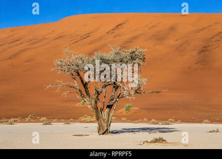 Unico albero sullo sfondo di una splendida duna e cielo blu. Straordinaria la luce e il colore. L'Africa. Paesaggi della Namibia. Sossusvlei. Foto Stock