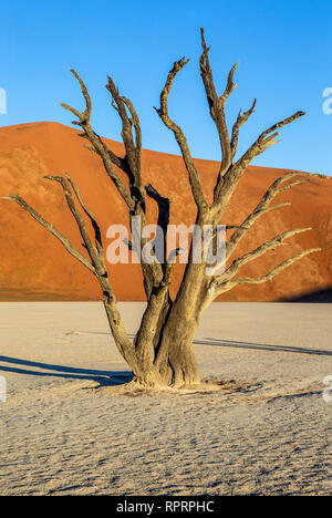 Asciugare bellissimo albero sullo sfondo delle dune con una bella texture di sabbia. L'Africa. Paesaggi della Namibia. Sossusvlei. Foto Stock