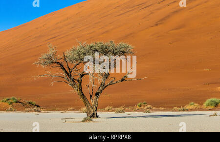 Unico albero sullo sfondo di una splendida duna e cielo blu. Straordinaria la luce e il colore. L'Africa. Paesaggi della Namibia. Sossusvlei. Foto Stock