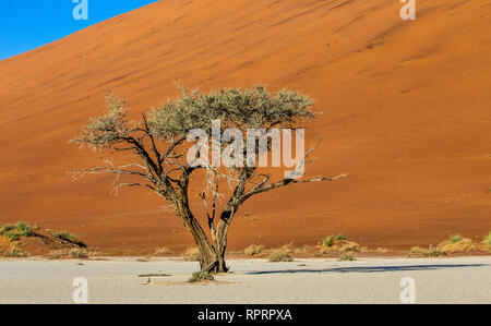 Unico albero sullo sfondo di una splendida duna e cielo blu. Straordinaria la luce e il colore. L'Africa. Paesaggi della Namibia. Sossusvlei. Foto Stock