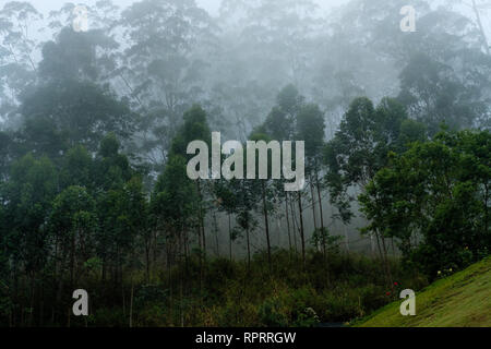 Paesaggio di nebbia in Nuwara Eliya, Sri Lanka Foto Stock