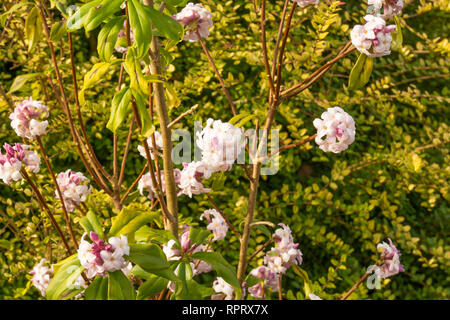 Daphne bholua 'Penwood' Foto Stock