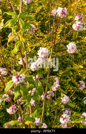 Daphne bholua 'Penwood' Foto Stock