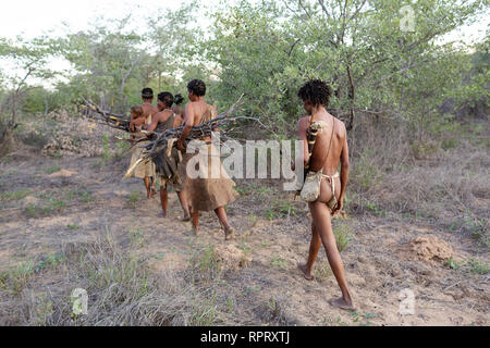 I boscimani del San persone radici di raccolta per cibo e legna per il fuoco nel deserto del Kalahari,, Namibia, Africa Foto Stock