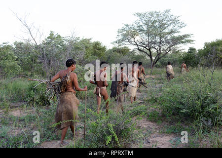 I boscimani del San persone radici di raccolta per il cibo nel deserto del Kalahari,, Namibia, Africa Foto Stock