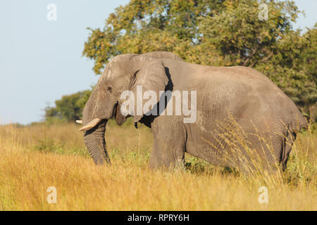 Primo piano della enorme elefante a piedi nella prateria in Africa Foto Stock