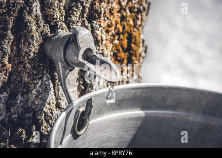 Goccia di acero di gocciolamento di SAP da un rubinetto in un secchio per produrre lo sciroppo d'acero. La tradizione in Québec, Canada. Foto Stock