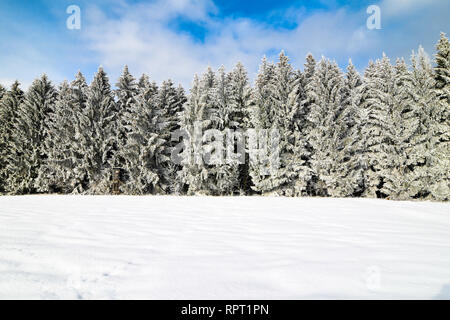 Bella foresta d'inverno. Foto Stock