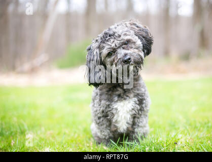 Un simpatico grigio e bianco Havanese / Shih Tzu razza cane ascolto con una inclinazione testata Foto Stock