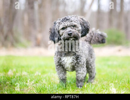 Un simpatico grigio e bianco Havanese / Shih Tzu razza cane ascolto con una inclinazione testata Foto Stock