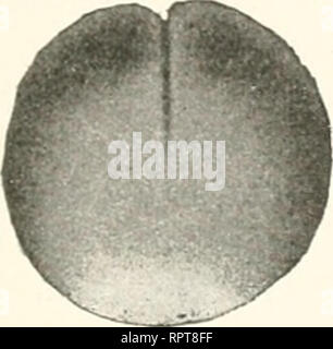 . Allgemeine Biologie. La citologia e istologia. Die im Organismus der Zelle enthaltenen Faktoren des Entwicklungsprozesses. .V";; Somit bleibt jetzt zu prüfen, in welcher Weise und inwieweit die Ansammlung von Dotter in den Eizellen als ein besonderer Faktor den Ablauf des Entwicklungsprozesses beeinflußt. Hier ist hervorzuheben, dass das sich ansammelnde Dottermaterial aus verschiedenartigen Substanzen von spezifischen ungleichem (iewicht und von sehr verschiedenem Wert für die Lebensprozesse, aus Protoplasma und aus Deutoplasma RSU., zusammengesetzt ist. Protoplasma und Deutoplasma werden nach ih Foto Stock