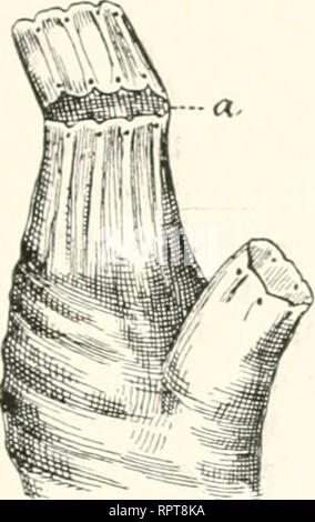 . Allgemeine Biologie. La citologia e istologia. Die inneren Faktoren der organischen Entwicklung. 545 die Öffnung neugebildete in den Dannkanal ein- und austreten. Kurz und gut unter ähnlichen Bedingungen wird die plastische sub- stanz an den Rändern der künstlich hergestellten Öffnung zu gleichen Bildungen angeregt, wie sie an der normale Mundöffnung entwickelten für die betreffende Tierart charakteristisch sind. Bei Cerianthus Tentakelkränze entstehen und ein Nervenring, bei Cione zahlreiche Augenflecke. Da die Schnittfläche, welcher bei Cerianthus Tentakeln, bei Cione- Ocellen ihren Ursprung Foto Stock