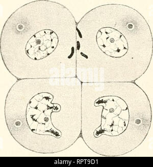 . Allgemeine Biologie. Biologia delle cellule. Fig. 161. Fig. 162.. Si prega di notare che queste immagini vengono estratte dalla pagina sottoposta a scansione di immagini che possono essere state migliorate digitalmente per la leggibilità - Colorazione e aspetto di queste illustrazioni potrebbero non perfettamente assomigliano al lavoro originale. Hertwig, Oscar, 1849-1922. Jena, G. Fischer Foto Stock