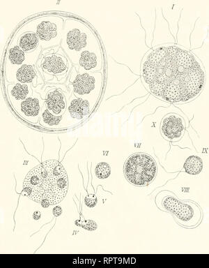 . Allgemeine Biologie. La citologia e istologia. Die Erscheinungen und das Wesen der Befruchtung. 267 allein auf ungeschlechtlichem Wege durch Knospen, durch Sporen oder parthenogenetische Eier. Erst muore ler Doch entferntere, auch unge- schlechtlich erzeugte Nachkommen worden ge&GT;chlochtsreif. erhalten die Fähigkeit zur Ei- und Samenbildung. L'uomo bezeichnel einen solchen Zeugungs- kreis als einen regelmäßigen Generationswechsel (Hydroidpolypen, Trematoden, Cestoden, Parthenogenese der Aphiden, Daphniden ecc. Höhere Kryptogamen). Fig. 238. Ent- wicklung- von pan- dorina Morum nach PRENGSHEIM. Aus Foto Stock