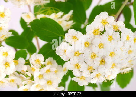 Fiori di Spirea aguta o Brides corona come sfondo di close-up Foto Stock