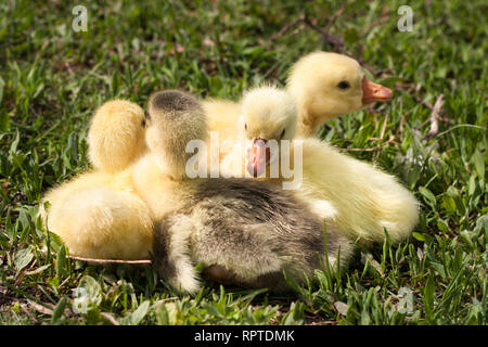 Quattro piccoli gosling domestici in erba verde Foto Stock