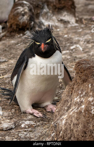 Pinguino saltaroccia, Eudyptes chrysocome, Isole Falkland Foto Stock