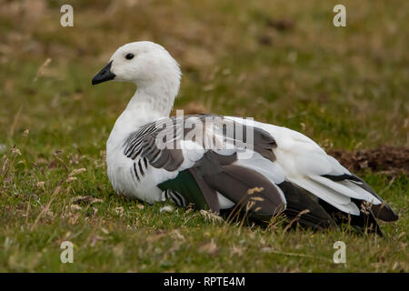 Maschio grande altopiano d'oca, Chloephaga picta, Isole Falkland Foto Stock