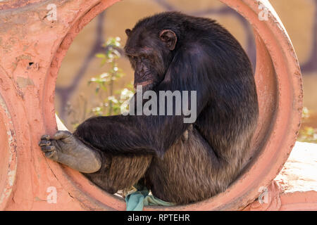 Captive di scimpanzé e annoiato Foto Stock