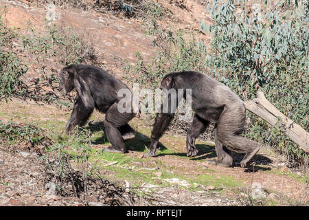 Uno scimpanzé maschio e femmina per accoppiamento stagione in habitat naturali Foto Stock