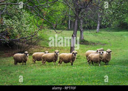 Messa a fuoco selettiva su un gregge di pecore su un campo in erba coperte di bianco e fiori di colore giallo e incorniciata da rami di alberi Foto Stock