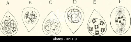 . Allgemeine Biologie. La citologia e istologia. Die Erscheinungen und das Wesen der Befruchtung. 28' verteilt werden, così haben Korschelt und IIeider auf Grund dieser Differenzen zwei Unterarten des Reduktionsprozesses als Prä- und Post- reduktionsteilung unterschieden. Präreduktion findet während der Ersten Reifungsteilung, wie bei Ophryotrocha, Postreduktion ersl wählend der zweiten Reifungsteilung, wie bei Ciclope, statt un Ophryotrocha sollen sich Pyrrhocoris (Henking) Anosa (Paulmier) Peripatus (Montgomery) anschließen. Wie Ciclope dagegen sollen sich verschiedene andere Cope- poden und die o Foto Stock