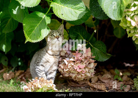 Un gattino gioca sotto arbusti guardando per il movimento in modo che lei può balzare Foto Stock