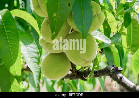 Acerbi pesche su un close-up branch Foto Stock