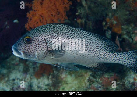 Sweetlips, Plectorhinchus chaetodonoides, sito di immersione Batu Kapal, banda Neira, Mare di banda, Indonesia, Oceano Indiano Foto Stock