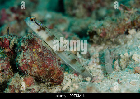 Shrimpgoby mascherato, Amblyeleotris gymnocephala, con Snapping Shrimp, Alpheus sp, Pulau Viawar sito di immersione, Isola di Tanimbar, Isole dimenticate, Indonesia Foto Stock