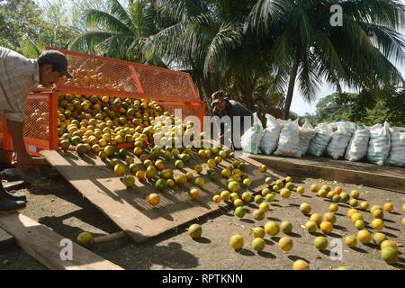 Sittee River Village, Stann Creek District, Belize - Febbraio 12, 2019: un carico di raccolto di fresco arance essendo caricato su un camion di agrumi per essere tak Foto Stock