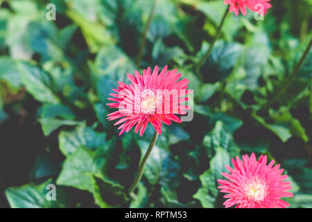 Due Barberton daisy gerbera con foglie in background. Transvaal noto daisy o Barbertonse madeliefie, Gerbera jamesonii è una specie di fioritura pl Foto Stock