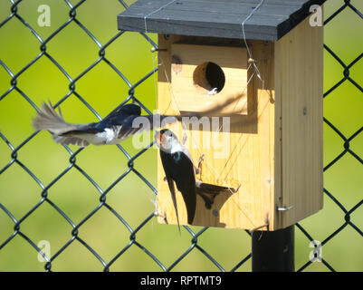 Un albero maschio swallow (Tachycineta bicolore) difende la sua nestbox e nidiacei da una presa in consegna da un altro albero deglutire. Beaumont, Alberta, Canada. Foto Stock