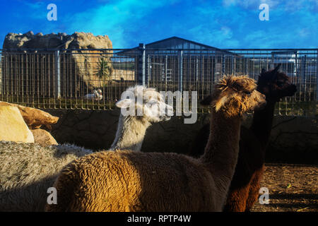 I tre alpaca. Tre diversamente colorate, Alpaca in Malta. Foto Stock