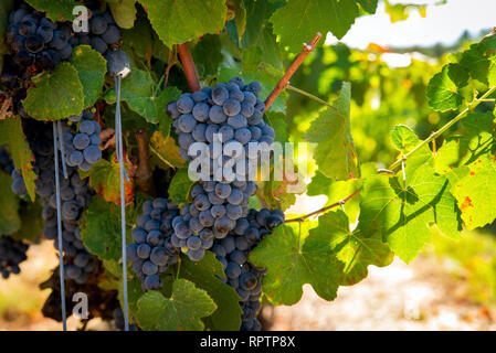 Uva blu in un vigneto a plantation Foto Stock