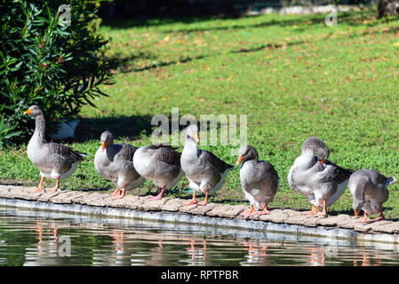 Il grigio home goose sia nazionale sull'erba verde. Foto Stock