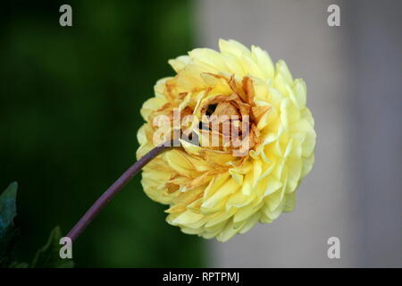 Retro di Dahlia tuberosa folte piante erbacee perenni pianta con grandi aprire completamente la fioritura di colore da bianco a giallo fiore Foto Stock