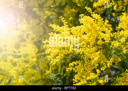 Blooming live RAMI DI MIMOSA su un albero nel parco. In una giornata di sole. Foto Stock